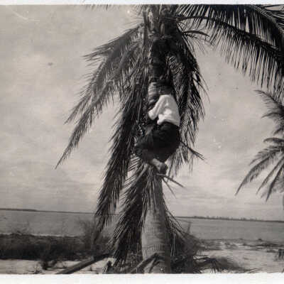 Man climbing a palm tree
