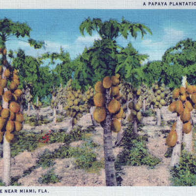 A Papaya Plantation in Florida