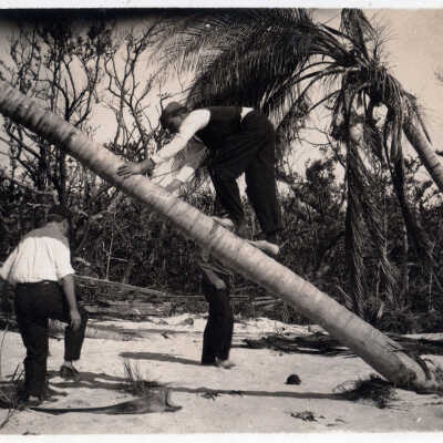 Climbing Palm Trees on Loggerhead Key