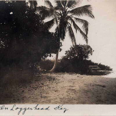 Loggerhead Key beach scene