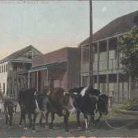 Walking Dairy, Key West