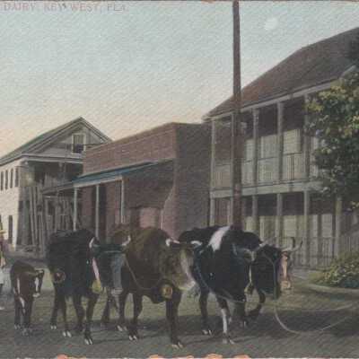 Walking Dairy, Key West
