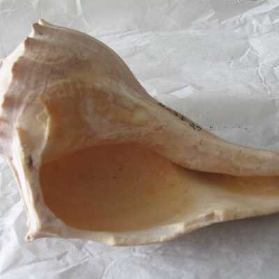 Shell Tool: © Key West Art & Historical Society