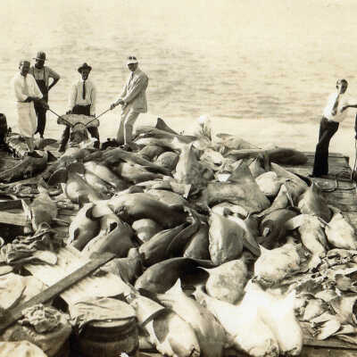 Sharks at the Ocean Leather Processing Station