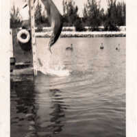 A Porpoise at Theater of the Sea