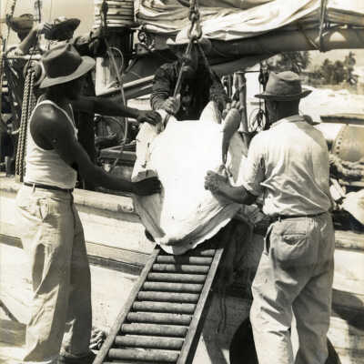 Unloading Turtles at Key West