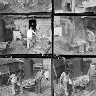 353BoilingNets