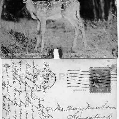 89-1-60 deer postcard.jpg 2.3MB