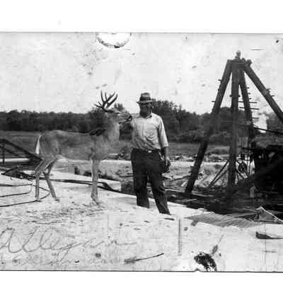 Deer