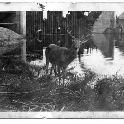 89-1-60_b_Deer_at_River.jpg 294KB