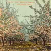          Fruit Trees -Lorenz Postcard.jpg 14.9MB; scanned for History Lives Here land markers
   