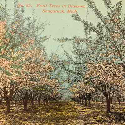 Fruit Trees -Lorenz Postcard.jpg 14.9MB: scanned for History Lives Here land markers