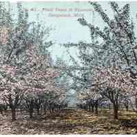          FruitTreesBlossom.jpg 3.4MB; From Kit Lane for use in SDHC 