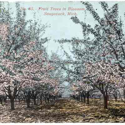 FruitTreesBlossom.jpg 3.4MB: From Kit Lane for use in SDHC "Village Table" book