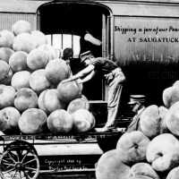          Larger-than-life peaches on loading platform. Gag postcards were quite common; ShippingPeachesPostcard-1909
   