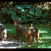          Gray_Fox.jpg 3.1MB; Sample image from Charles Mann newspaper clippings - Sample image from Nature photos by Charles Mann
   