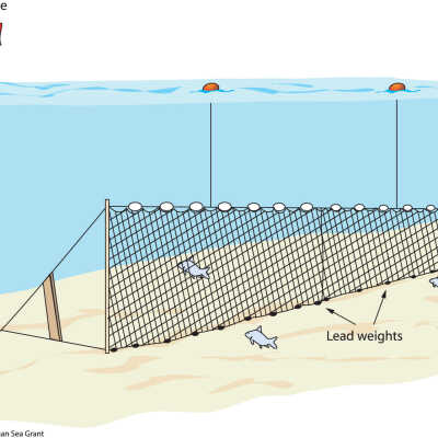 Gill net diagram by Michigan Sea Grant