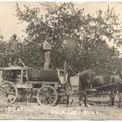 024.FruitGrower.SprayingFruitTreesDouglas.jpg 907KB: Two farmers standing on a horse-drawn cart and spraying fruit trees.