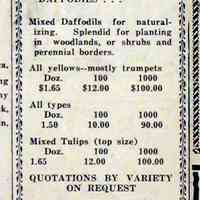          cr1947080804Flowerbasket.jpg; 246 Mary Street
   