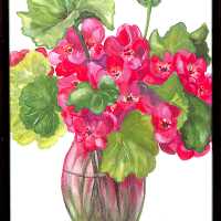 Geraniums