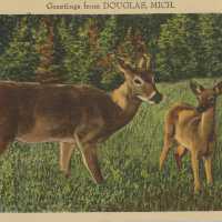 Greetings from Douglas, Mich. Postcard