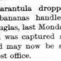          cr1892070801LiveTarantulaInDouglas.jpg; live tarantula spider found in banana bunch by Fred Bird
   