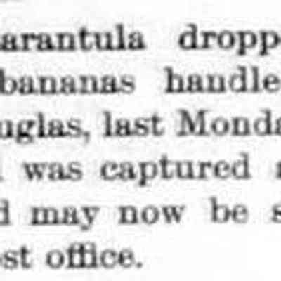 cr1892070801LiveTarantulaInDouglas.jpg: live tarantula spider found in banana bunch by Fred Bird