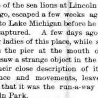 cr1892102801EscapedSeaLionSeen.jpg: Sea lion escaped from Lincoln Park Zoo, Chicago sighted