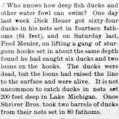 cr1898042901HowDeepCanDucksSwim.jpg: Dick Heuer, Fred Menier by-catch of deep diving ducks and loons