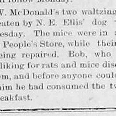 cr1903081405McDonaldsWaltzingMiceEaten.jpg: L.W. McDonald's waltzing mice eaten by N.E. Ellis' dog "Bob" at the People's Store