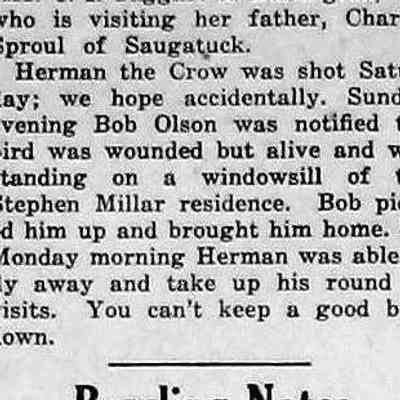 cr1946112908HermanTheCrowShot.jpg: Herman shot. Bob Olson spotted Herman standing on windowsill at Stephen Millar home.