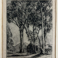 Eucalyptus by Carl Hoerman