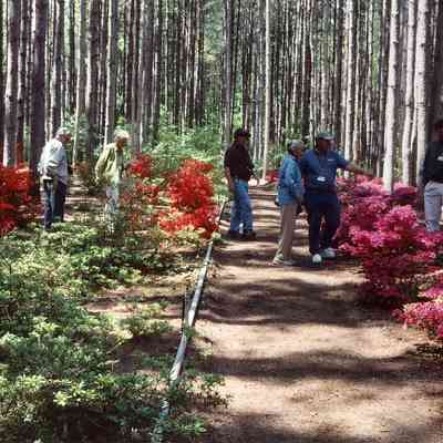 Untitled-17.jpg 631KB: From John Migas azalea convention