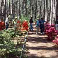          Untitled-17.jpg 631KB; From John Migas azalea convention
   