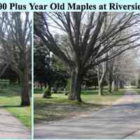          100 Plus Year Old Maples at Riverside; The April 20, 1906 issue of the Commercial-Record announced that 