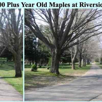Tree news