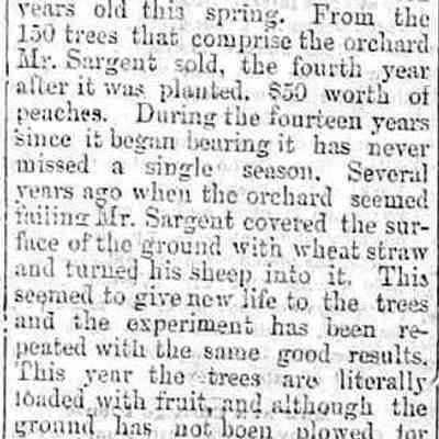 cr1879062701PeterSargentFarm.jpg: sheep and straw beneficial to peach trees