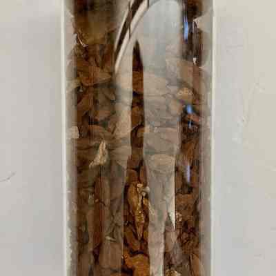 Jar of Hemlock Bark