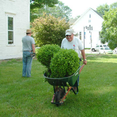 Harold Thieda hauling rescued boxwoods to back of the property for safe storage until construction is completed