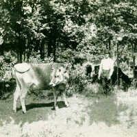          Man and Cow picture number 1
   