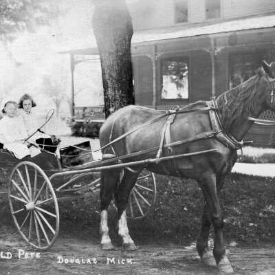 Old Pete pulling a carriage was a winning prop.: Douglas_horse_Old_Pete_ca_1910