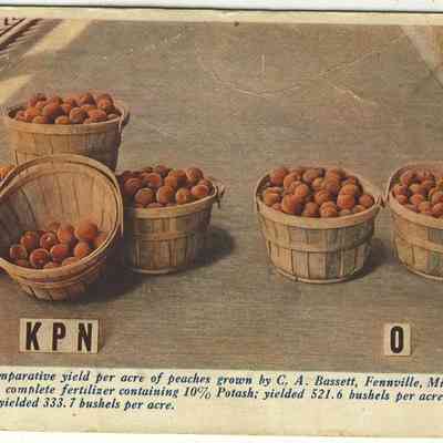 CWPC-0572FennvilleBassettPeaches.JPG 599KB: 9802 Comparative yeild per acre of peaches grown by C.A. Bassett. Fennville, Mich. On left fertilized.
