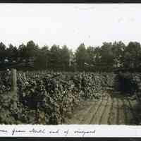          MRT-HouseOnHill-frmNEndofVineyard.JPG 478KB
   