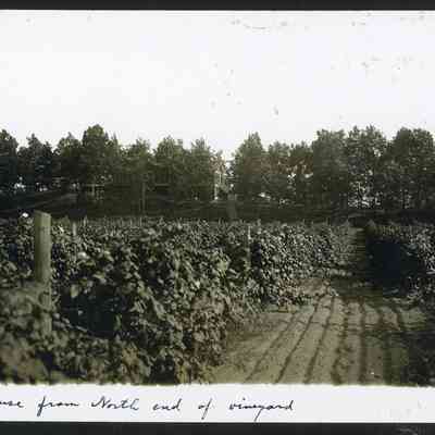 MRT-HouseOnHill-frmNEndofVineyard.JPG 478KB