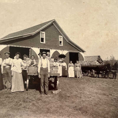 William Wark Farm Peach Picking 1902