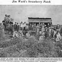          p123WarkStrawberryPatch.jpg 9.4MB; Recently the Allegan County Historical Society brought in some old photographs taken around 1893 by Fennville photographer Jimmy McClemens. We selected a group to be reprinted in the Fennville Herald as a series. This one is reportedly 