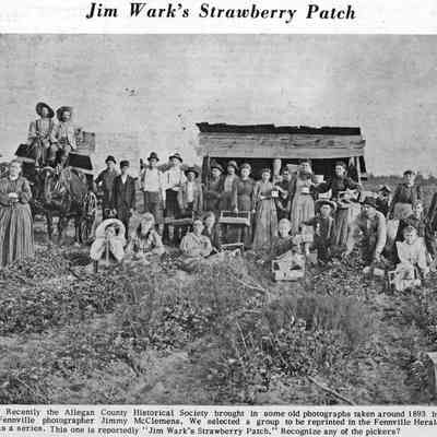 Growing Strawberries - Jim Wark's Strawberry Patch