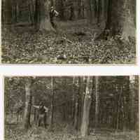          Virgin timber ca 1900.jpg 3.2MB
   