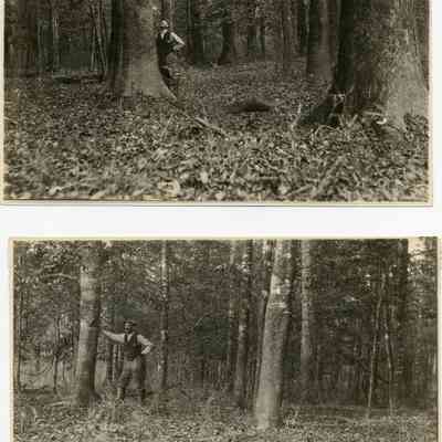Virgin timber ca 1900.jpg 3.2MB