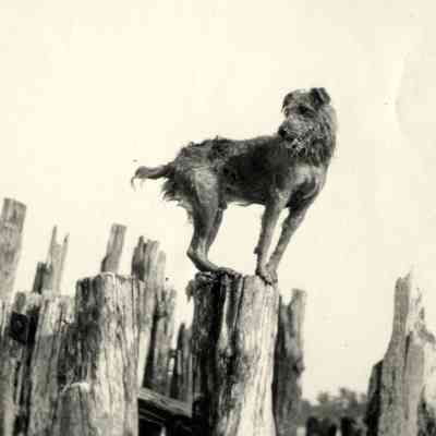 dogonpiling.jpg 1.9MB